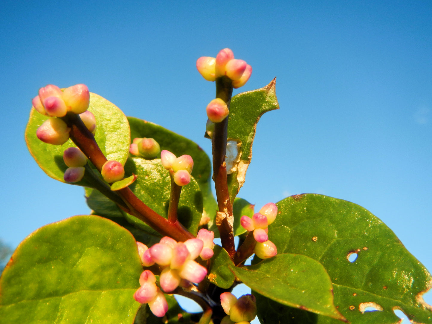 50 RED Stem MALABAR SPINACH Red Vine Ceylon Basella Alba Rubra Vegetable Seeds