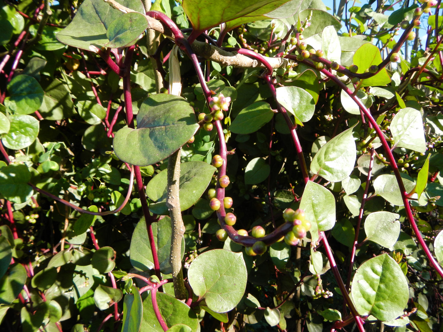 50 RED Stem MALABAR SPINACH Red Vine Ceylon Basella Alba Rubra Vegetable Seeds