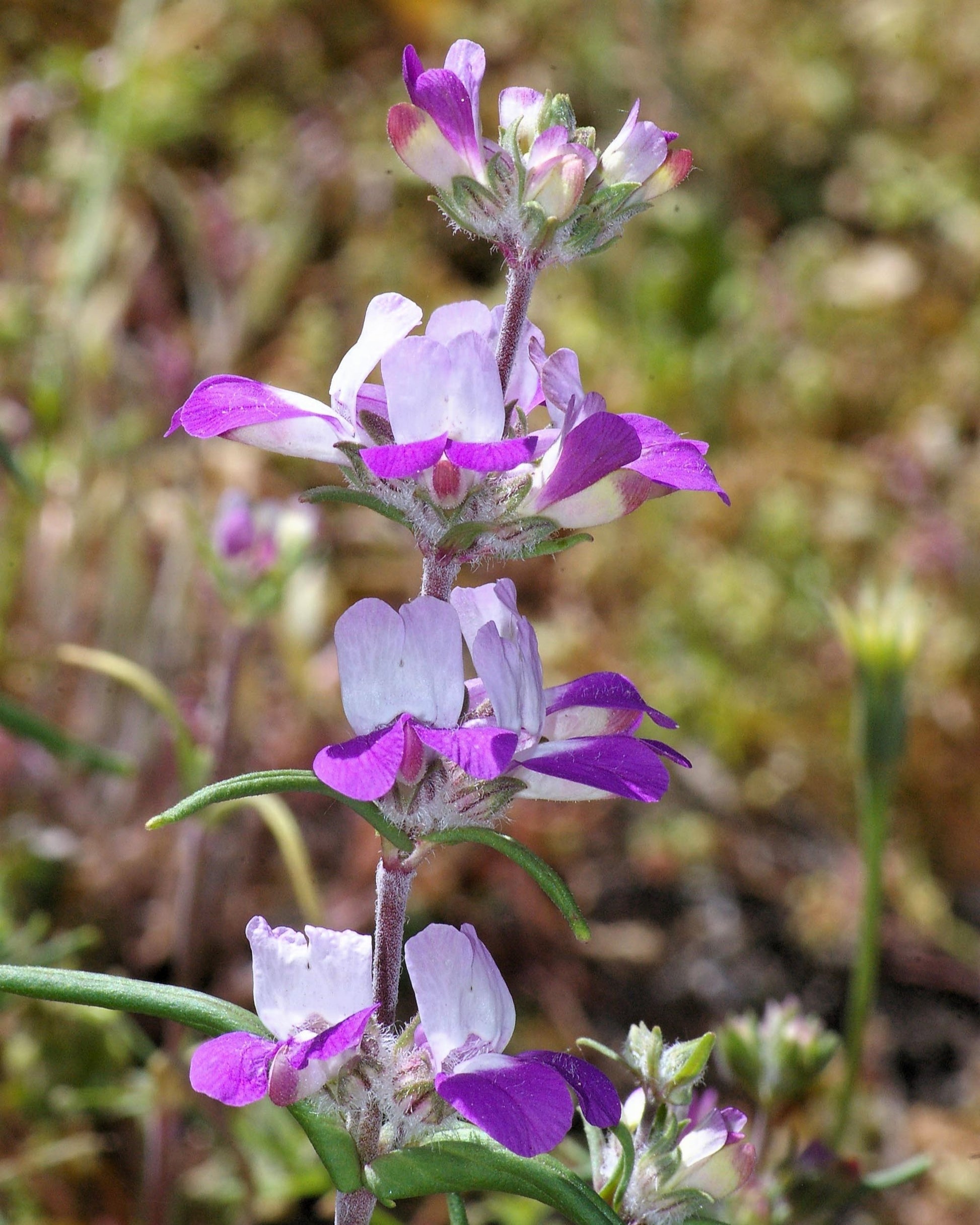chinese houses flower seeds 500 CHINESE HOUSES Pagodas Collinsia Heterophylla Flower Seeds