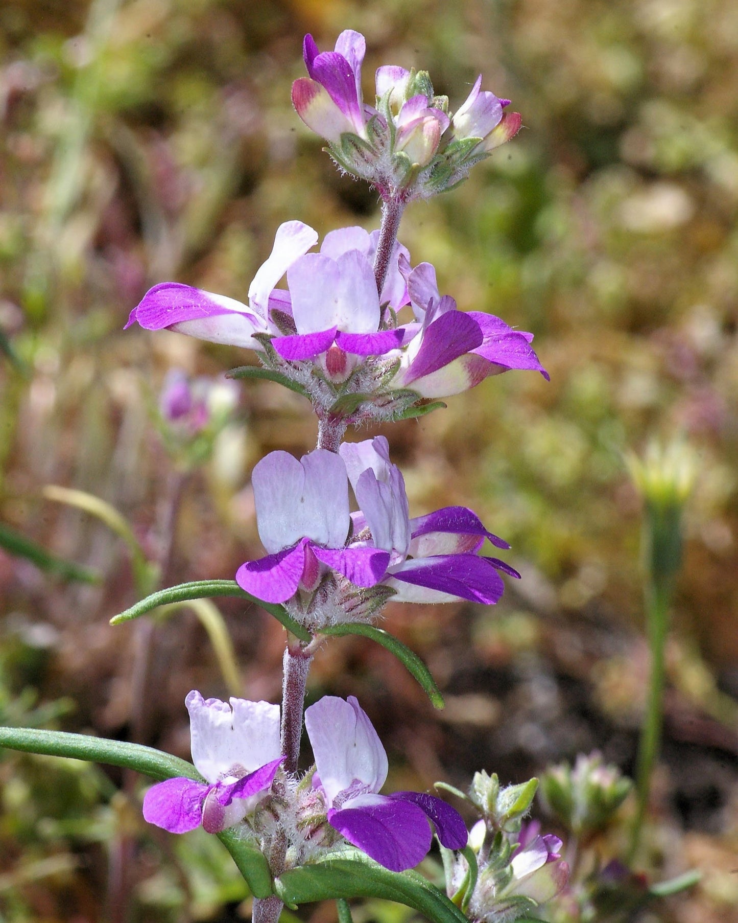 500 CHINESE HOUSES Pagodas Collinsia Heterophylla Flower Seeds