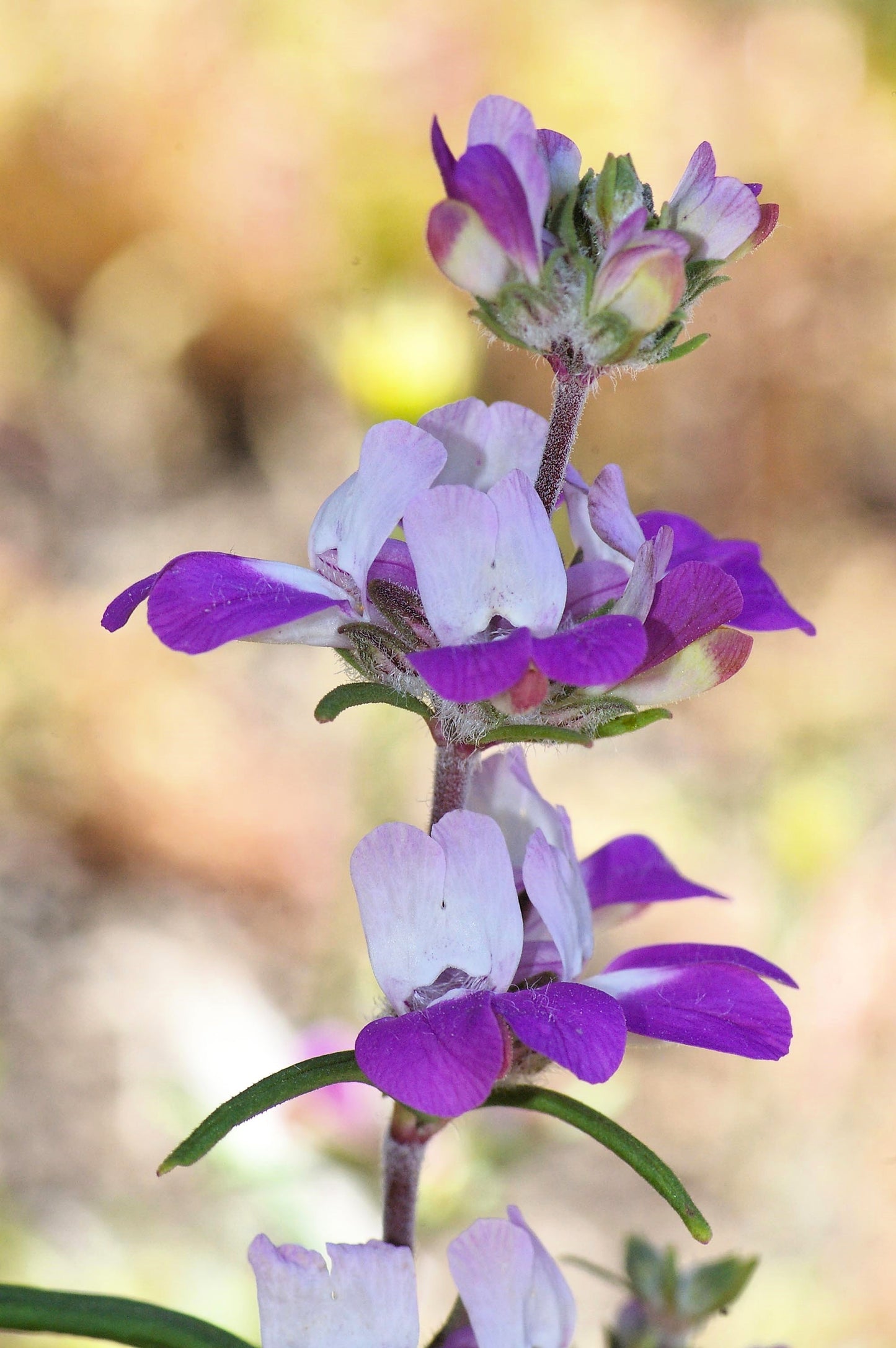 500 CHINESE HOUSES Pagodas Collinsia Heterophylla Flower Seeds