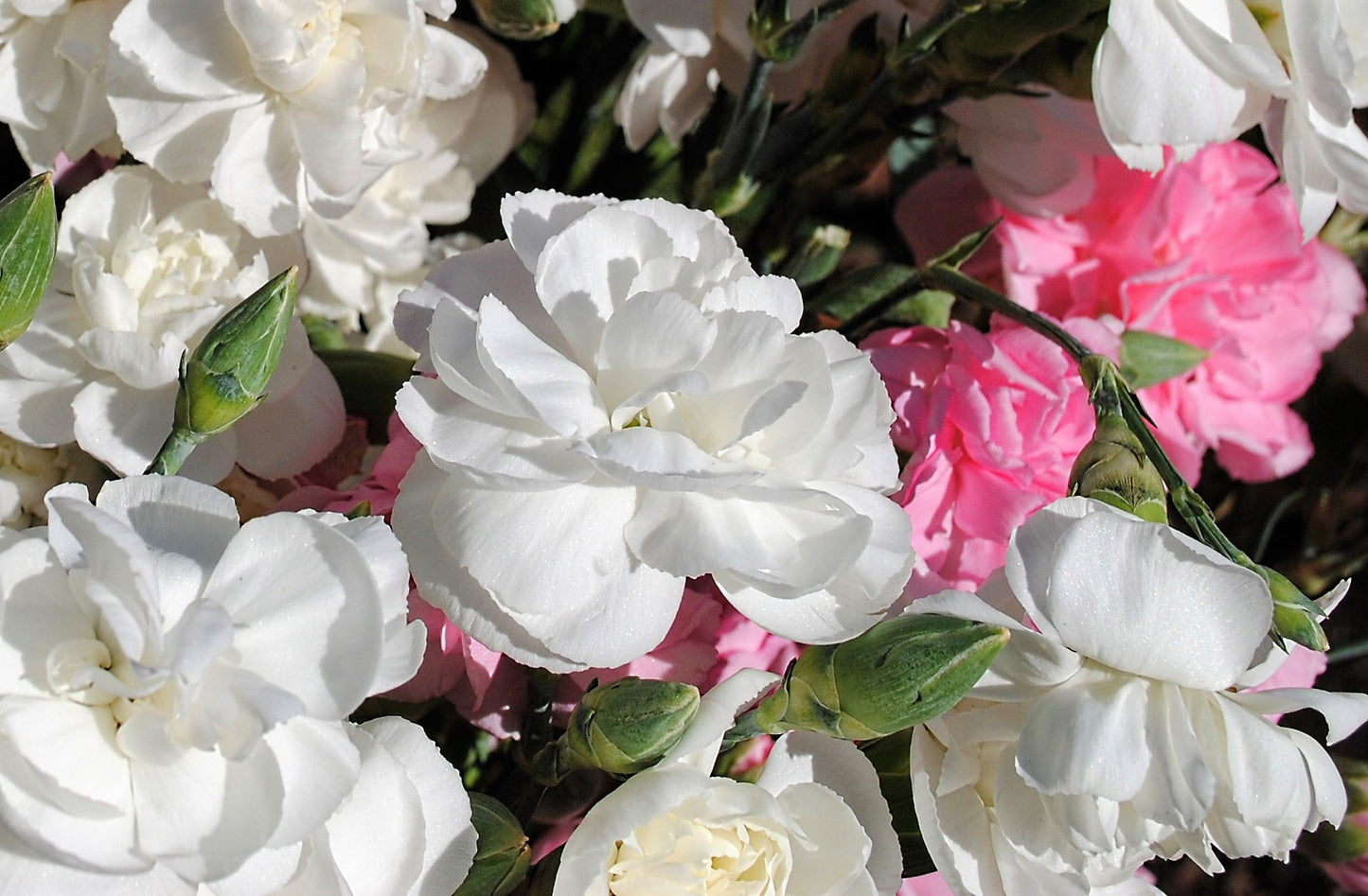 100 RAINBOW CARNATION Mix Mixed Colors Dianthus Caryophyllus Flower Seeds