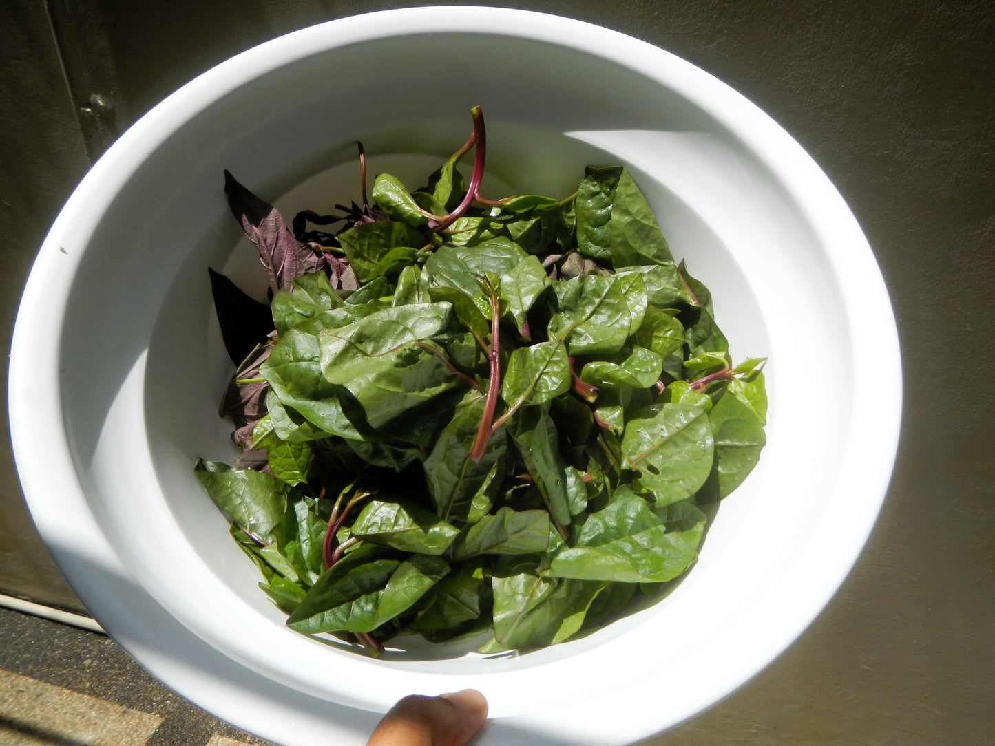 50 RED Stem MALABAR SPINACH Red Vine Ceylon Basella Alba Rubra Vegetable Seeds