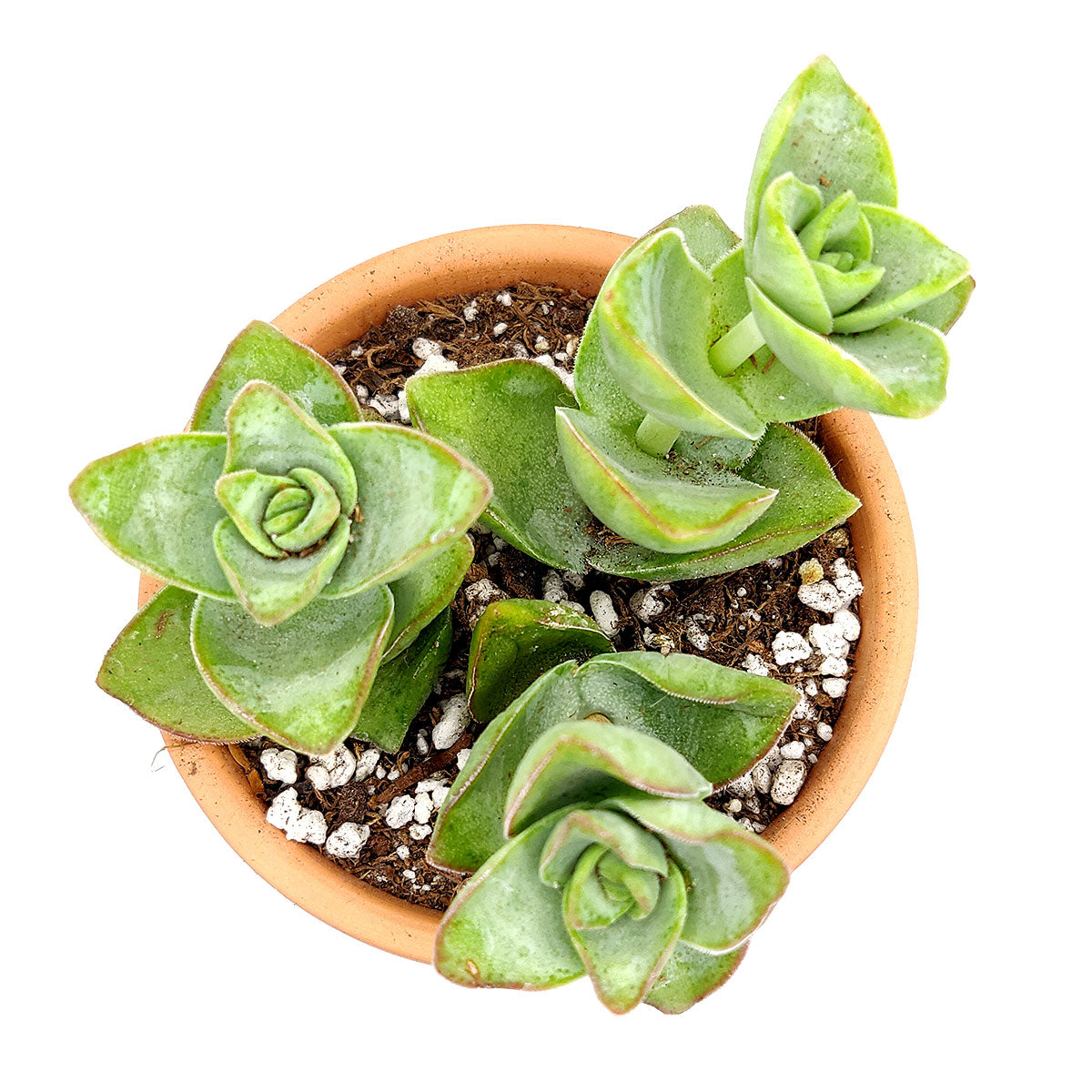 ivory towers succulent propagation Crassula Ivory Towers – Seedville USA