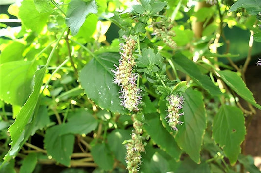 10 Java INDIAN PATCHOULI Pogostemon Heyneanus Herb Shrub Flower Fragrant Patchouly Seeds