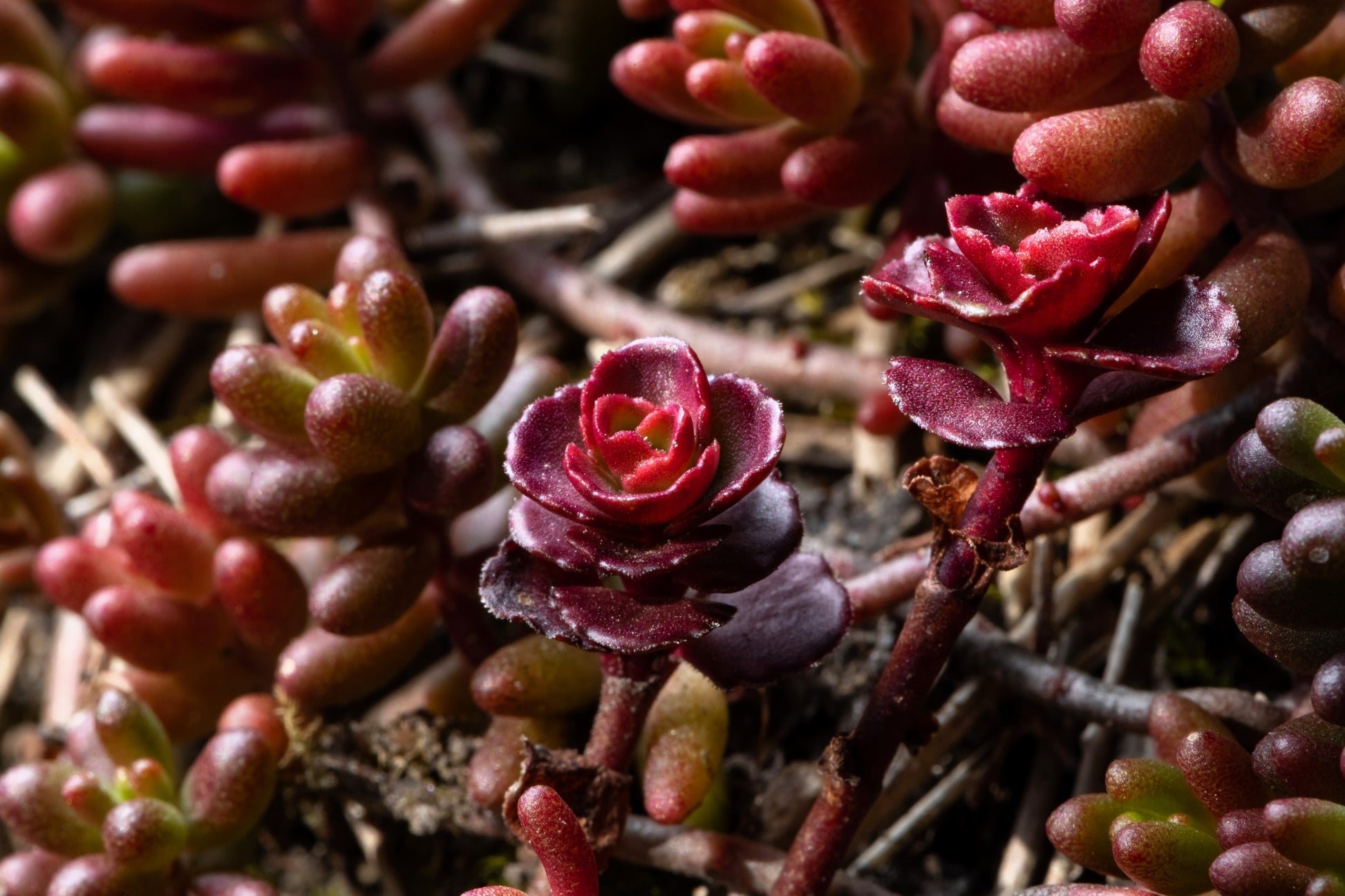 blood red succulent 50 Red DRAGONS BLOOD SEDUM Stonecrop Sedum Spurium Flower Seeds