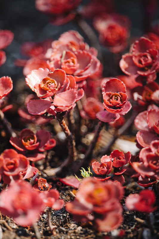 50 Red DRAGONS BLOOD SEDUM Stonecrop Sedum Spurium Flower Seeds