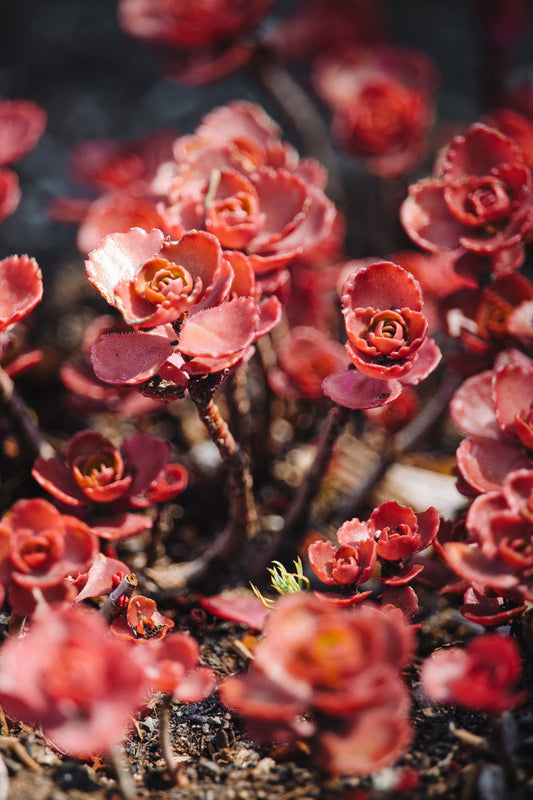 50 Red DRAGONS BLOOD SEDUM Stonecrop Sedum Spurium Flower Seeds
