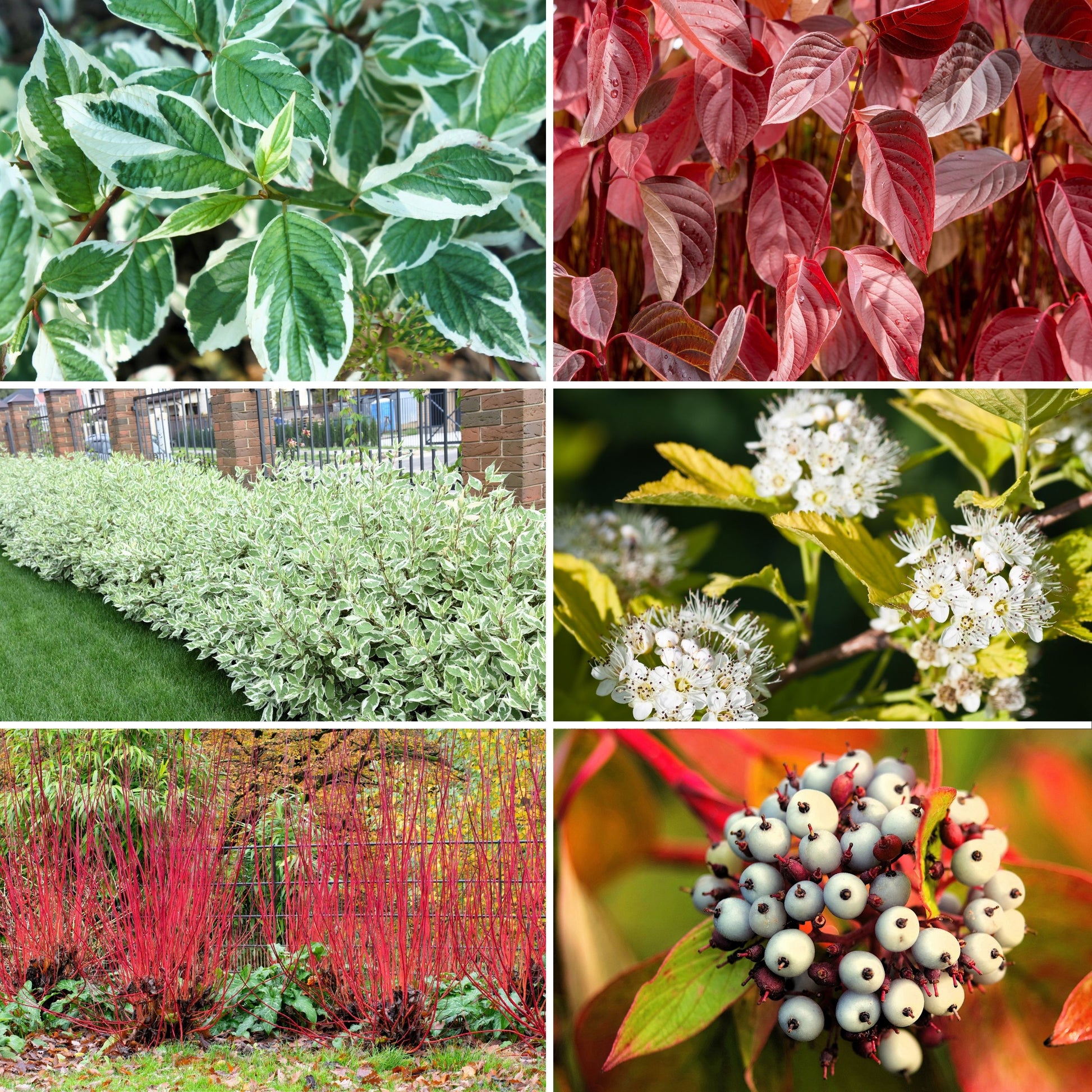 cornus alba sibirica variegata 25 FIRE and ICE DOGWOOD Cornus Alba Shrub Tree Variegated Red Bark White  Berry & Flower Seeds
