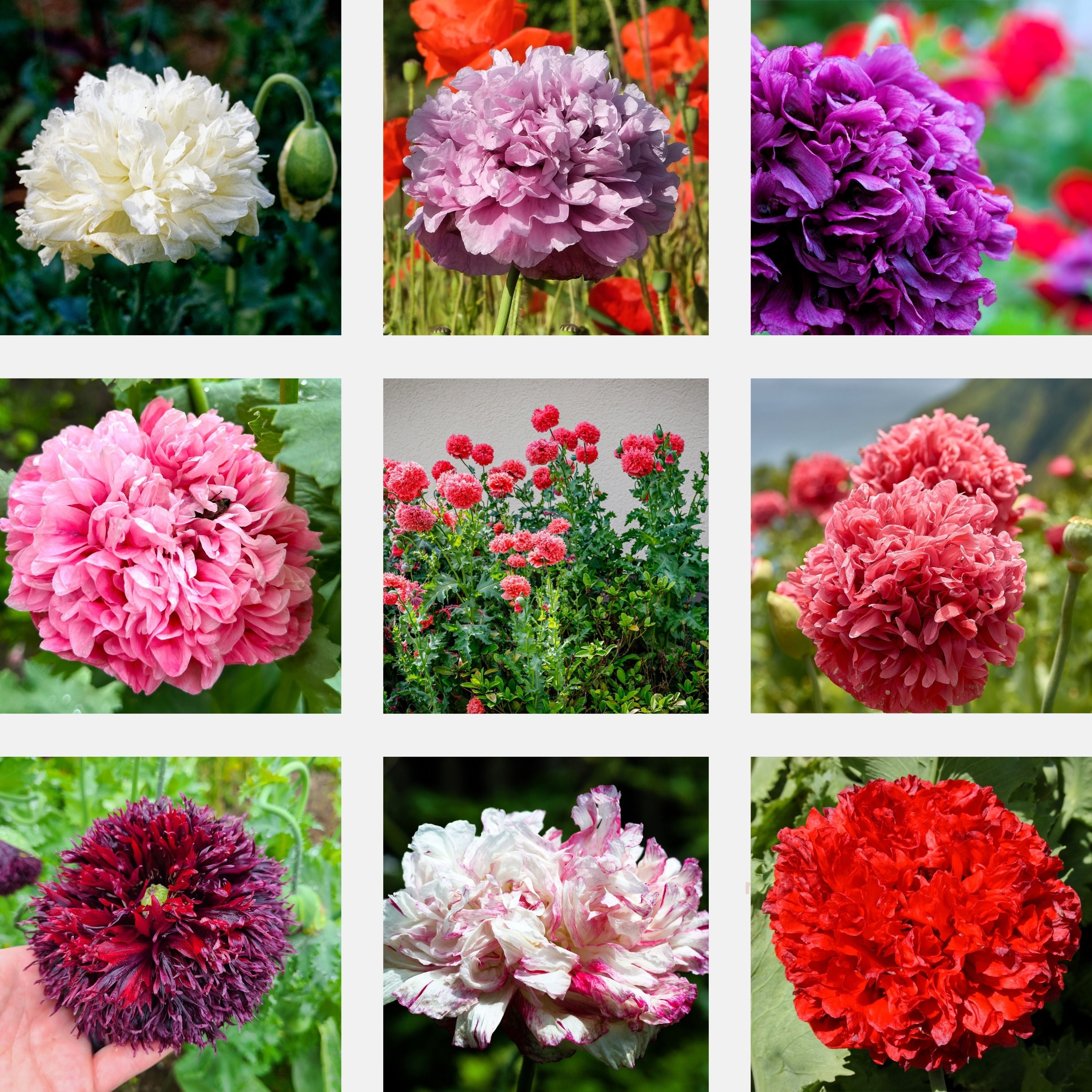 250 Organic PEONY POPPY MIX Papaver Paeoniflorum Mixed Colors Red, Whi   Seedville USA