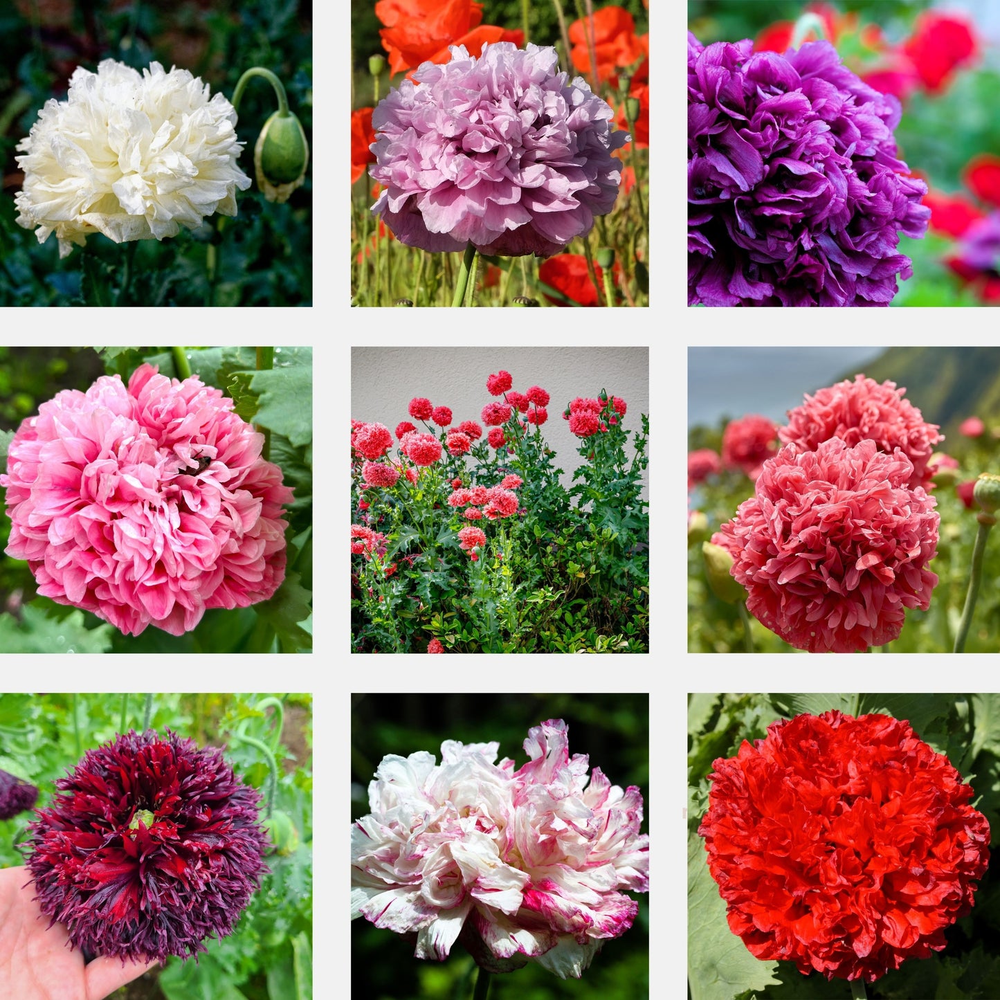 250 Organic PEONY POPPY MIX Papaver Paeoniflorum Mixed Colors Red, White, Pink, Black, Purple, Salmon, Bronze, Lilac, & Bicolor Flower Seeds
