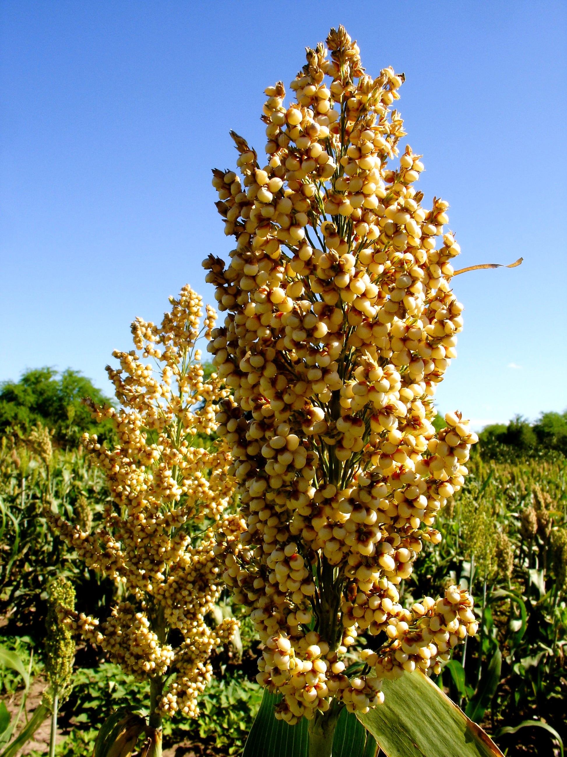 sorghum seed for the garden saskatchewan 50 TOP 76-6 SORGHUM Bicolor Syrup Flour Grain Vegetable Seeds
