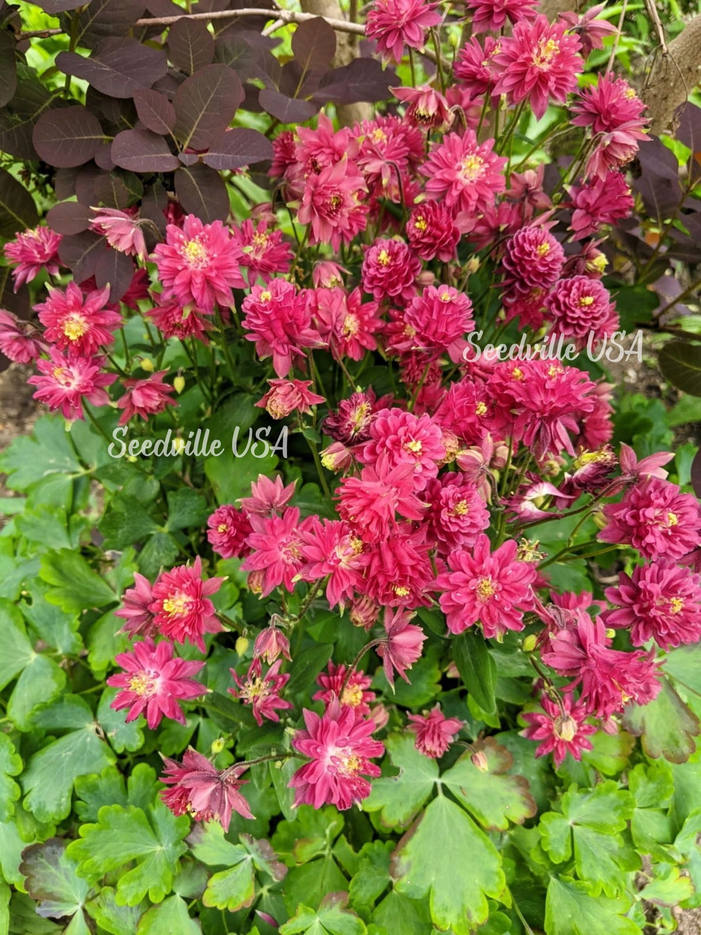 50 Clementine RED DOUBLE COLUMBINE Aquilegia Vulgaris Flower Seeds