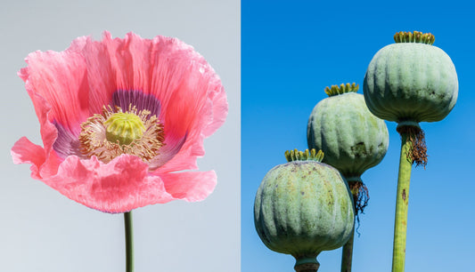 1000 POPPY " THE GIANT " Papaver Giganteum Pink & Purple Huge Pods Flower Seeds