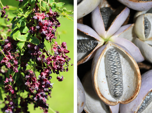 15 CHOCOLATE VINE Edible Fruit Akebia Trifoliata Flower Ornamental Climber Seeds