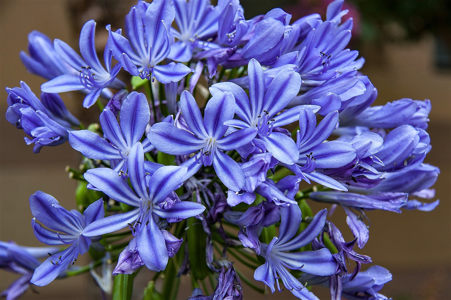 25 BLUE LILY of the NILE Agapanthus Orientalis African Lily Flower Seeds