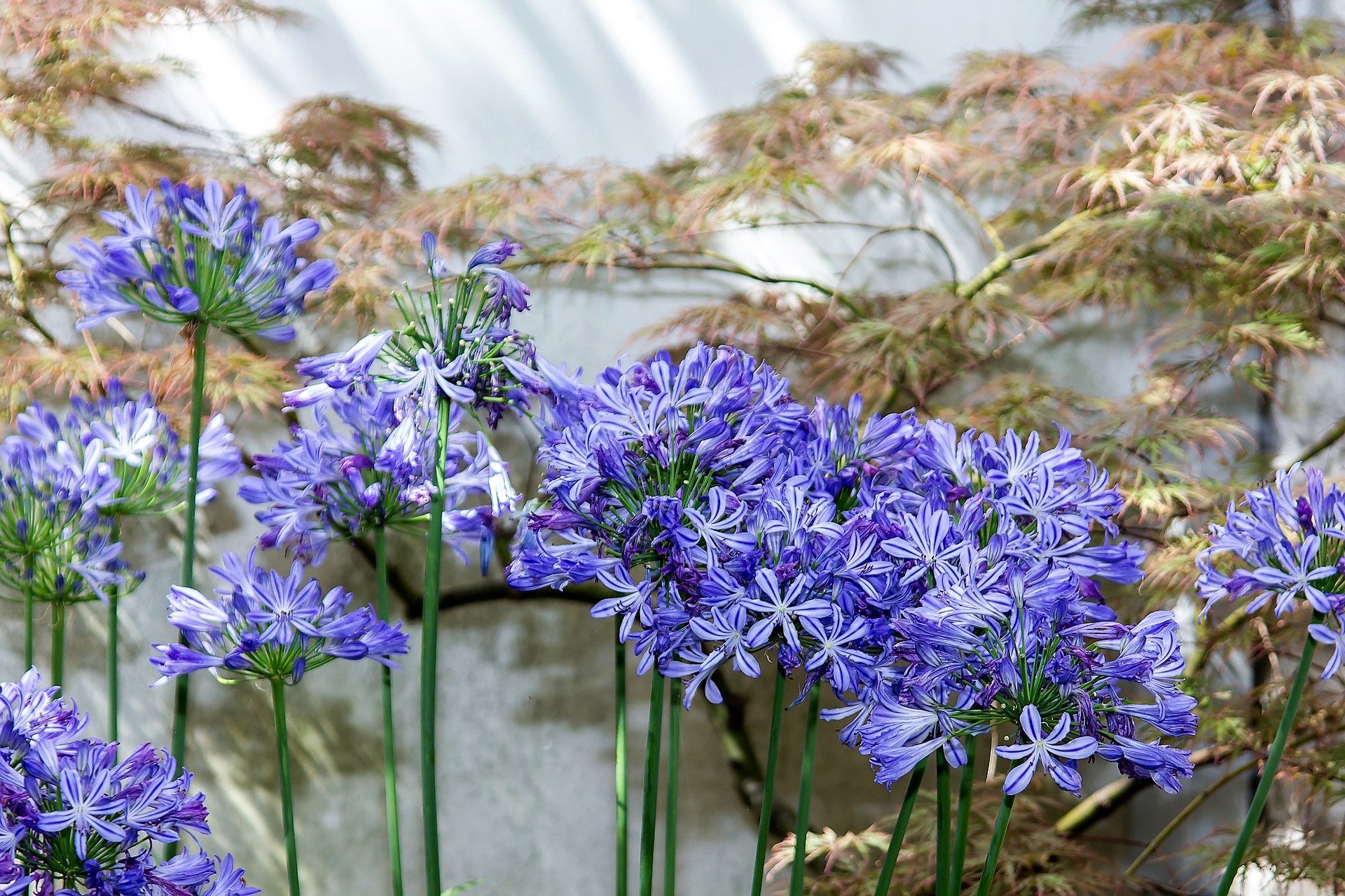 purple blue lily flower 25 BLUE LILY of the NILE Agapanthus Orientalis African Lily Flower See – Seedville USA