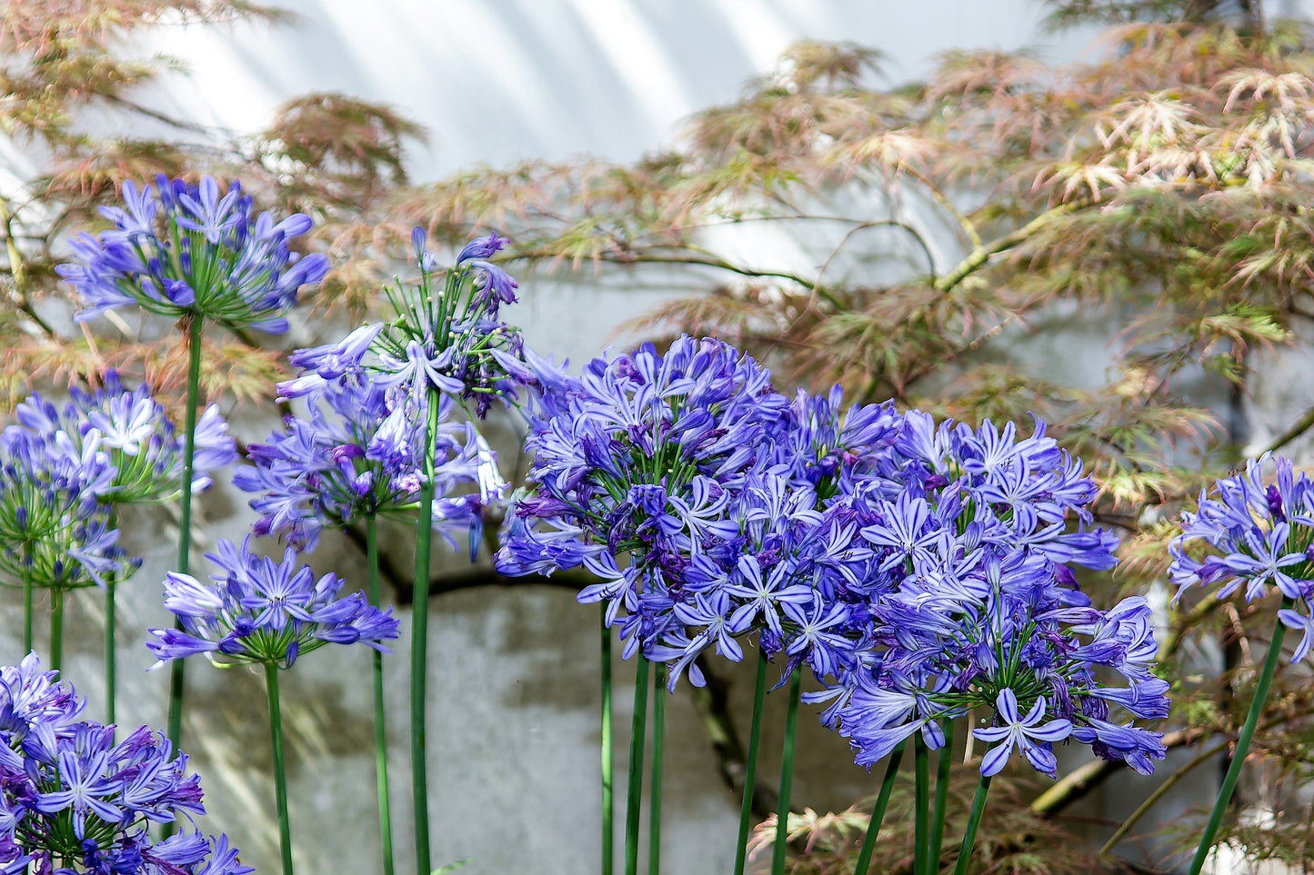 25 BLUE LILY of the NILE Agapanthus Orientalis African Lily Flower Seeds