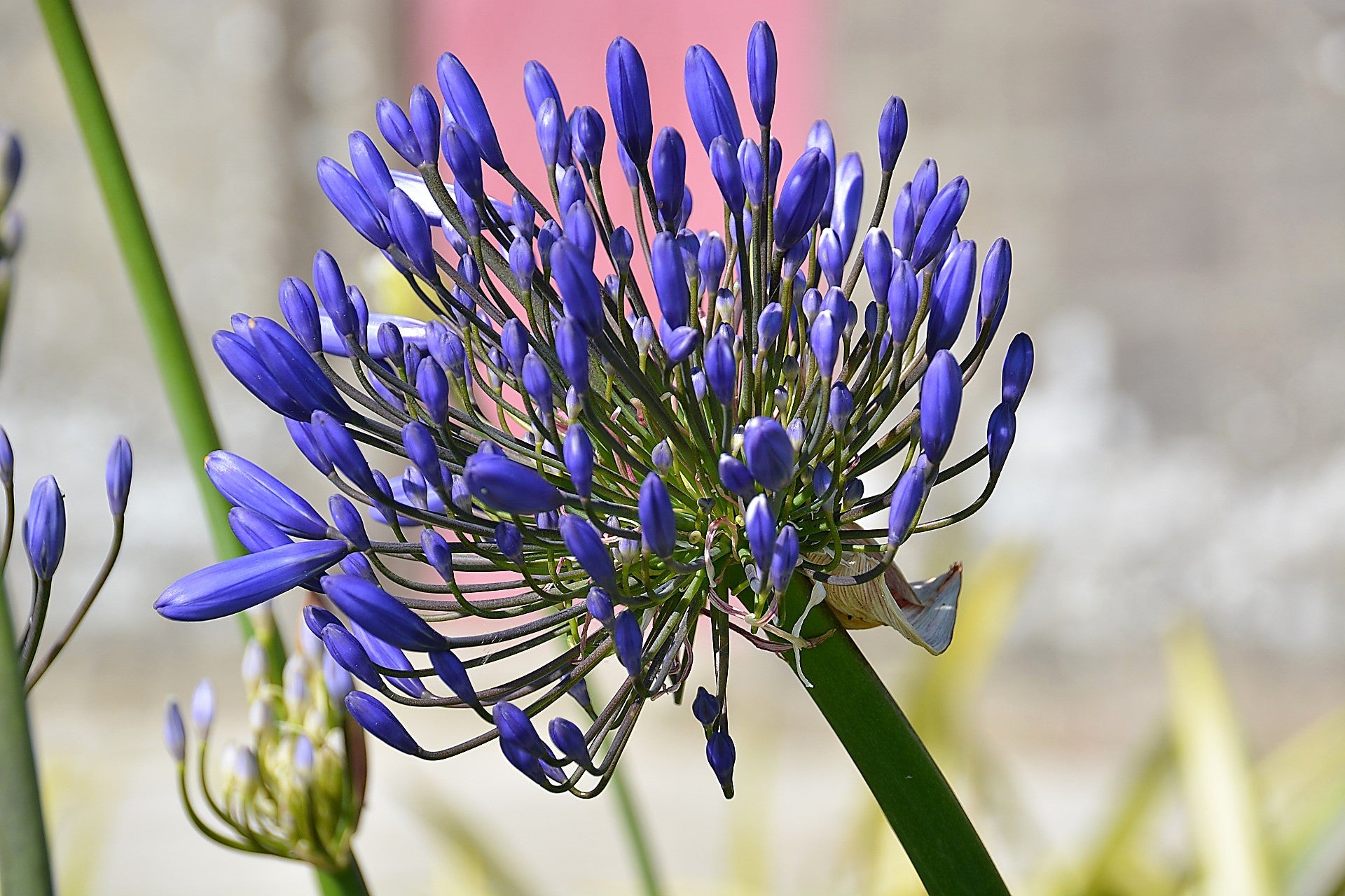 african lily flower 25 BLUE LILY of the NILE Agapanthus Orientalis African Lily Flower See – Seedville USA