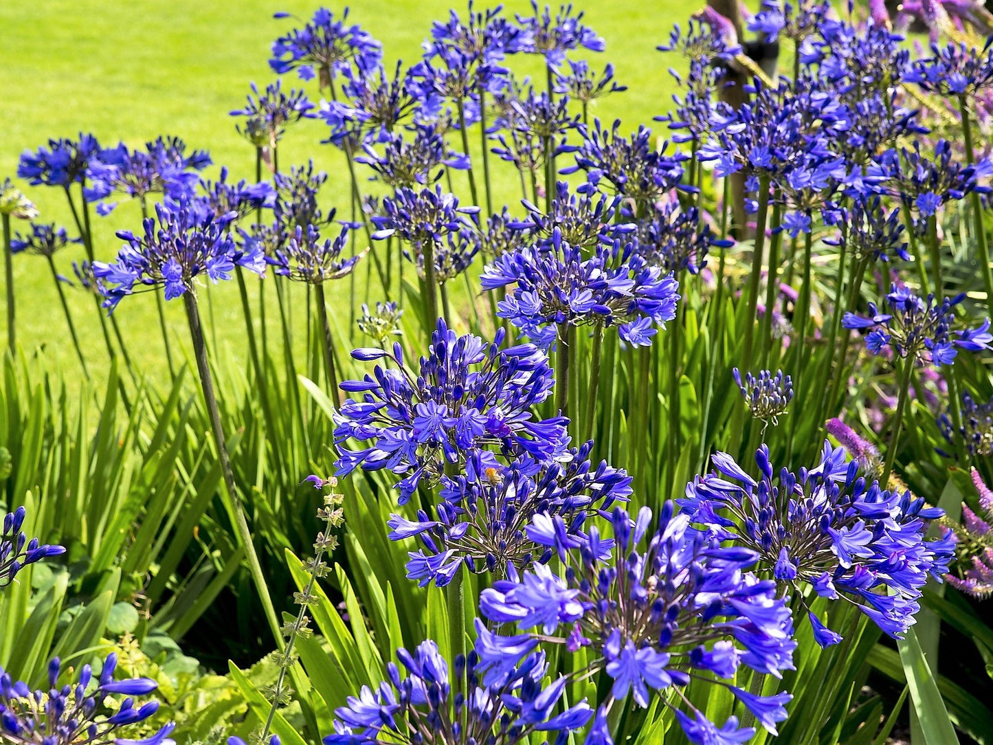 25 BLUE LILY of the NILE Agapanthus Orientalis African Lily Flower Seeds