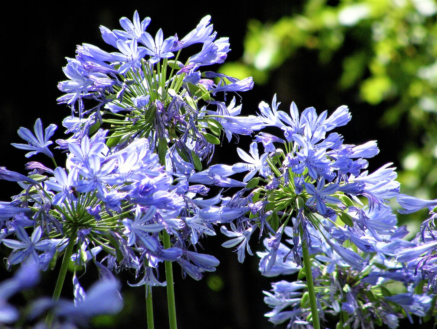 25 BLUE LILY of the NILE Agapanthus Orientalis African Lily Flower Seeds