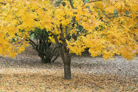 10 Thornless HONEYLOCUST Gleditsia Triacanthos Inermis Imperial Honey Locust Golden Yellow Tree Seeds