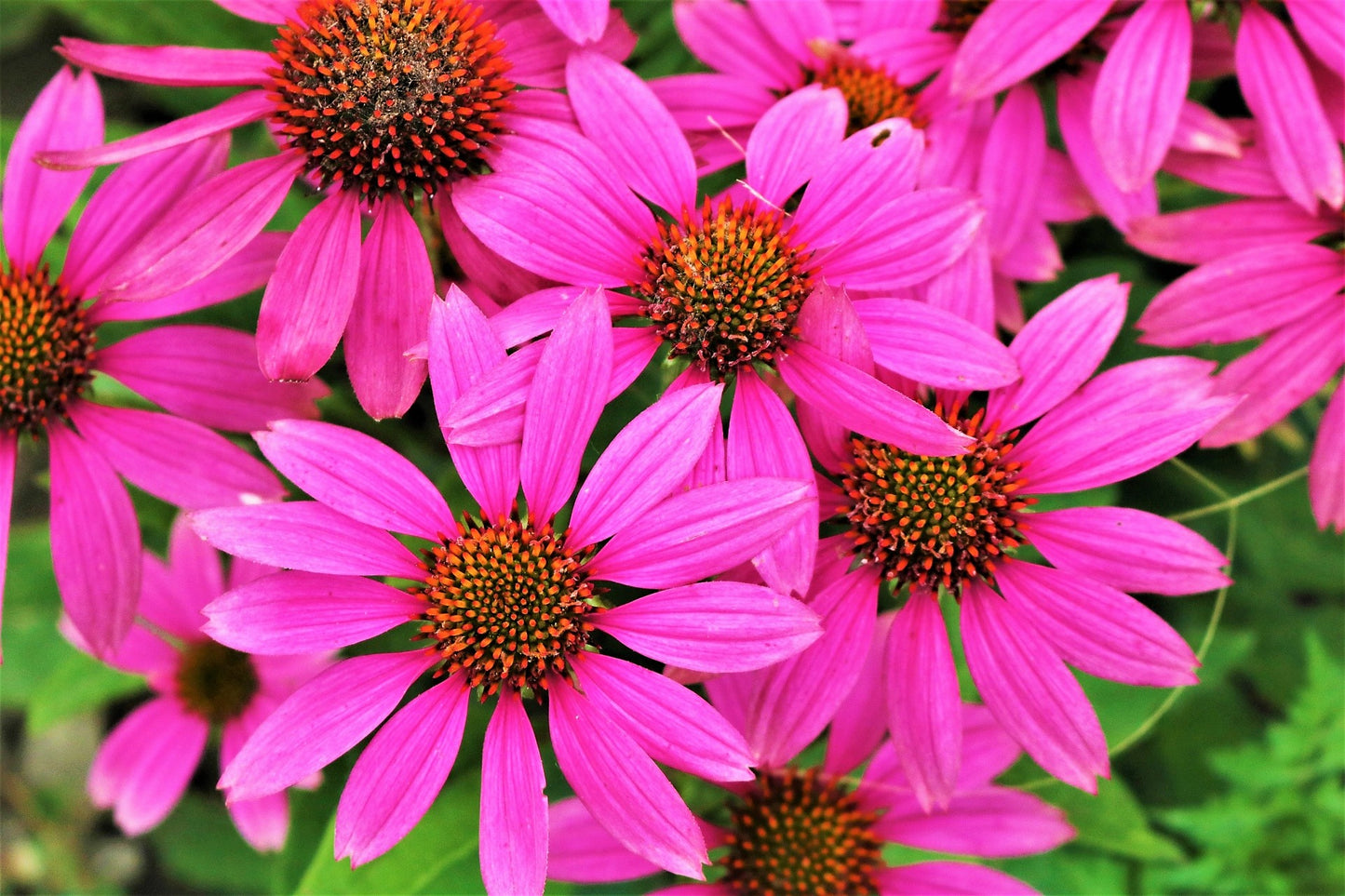 25 BRIGHT STAR CONEFLOWER Echinacea Purpurea Lavender Bright Rose Pink Flower Seeds