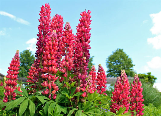 25 RED LUPINE 'My CASTLE' Lupinus Polyphyllus Scarlet Russell Lupin Band of Nobles Series Flower Seeds