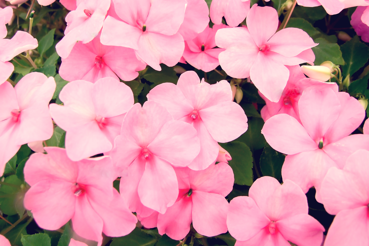 50 MIXED COLORS Dwarf IMPATIENS Walleriana Sun or Full Shade Red, White, Pink, Carmine, Scarlet, & Orange Flower Seeds