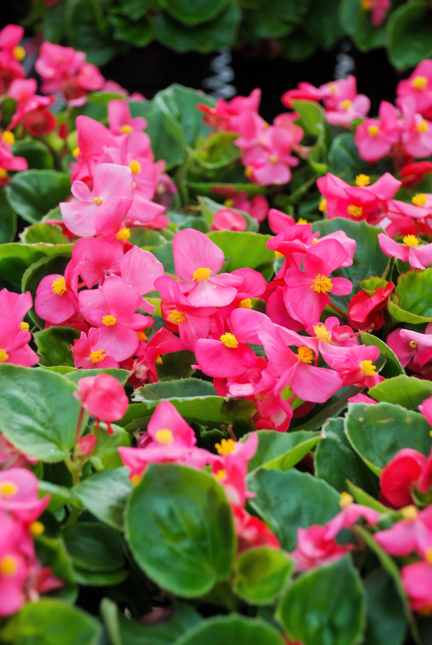 100 Rose PINK WAX BEGONIA Semperflorens Fibrous Shade Flower Seeds