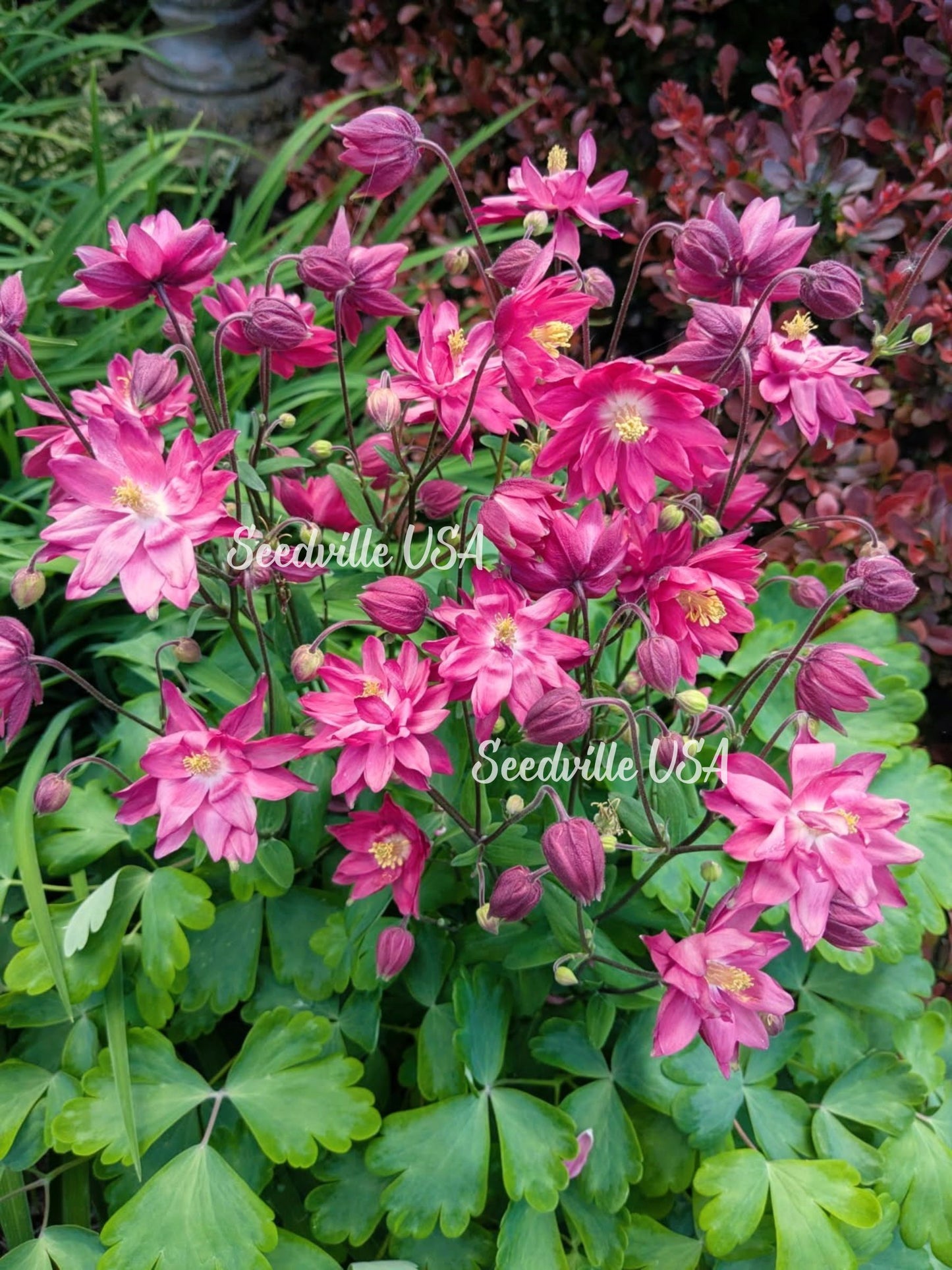 50 Clementine RED DOUBLE COLUMBINE Aquilegia Vulgaris Flower Seeds