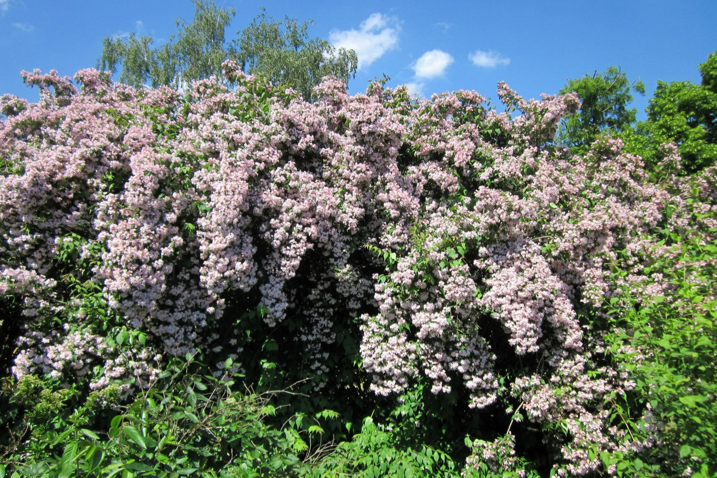 10 BEAUTY BUSH SHRUB Beautybush Kolkwitzia Amabilis Pink & White Flower Red Berry Seeds