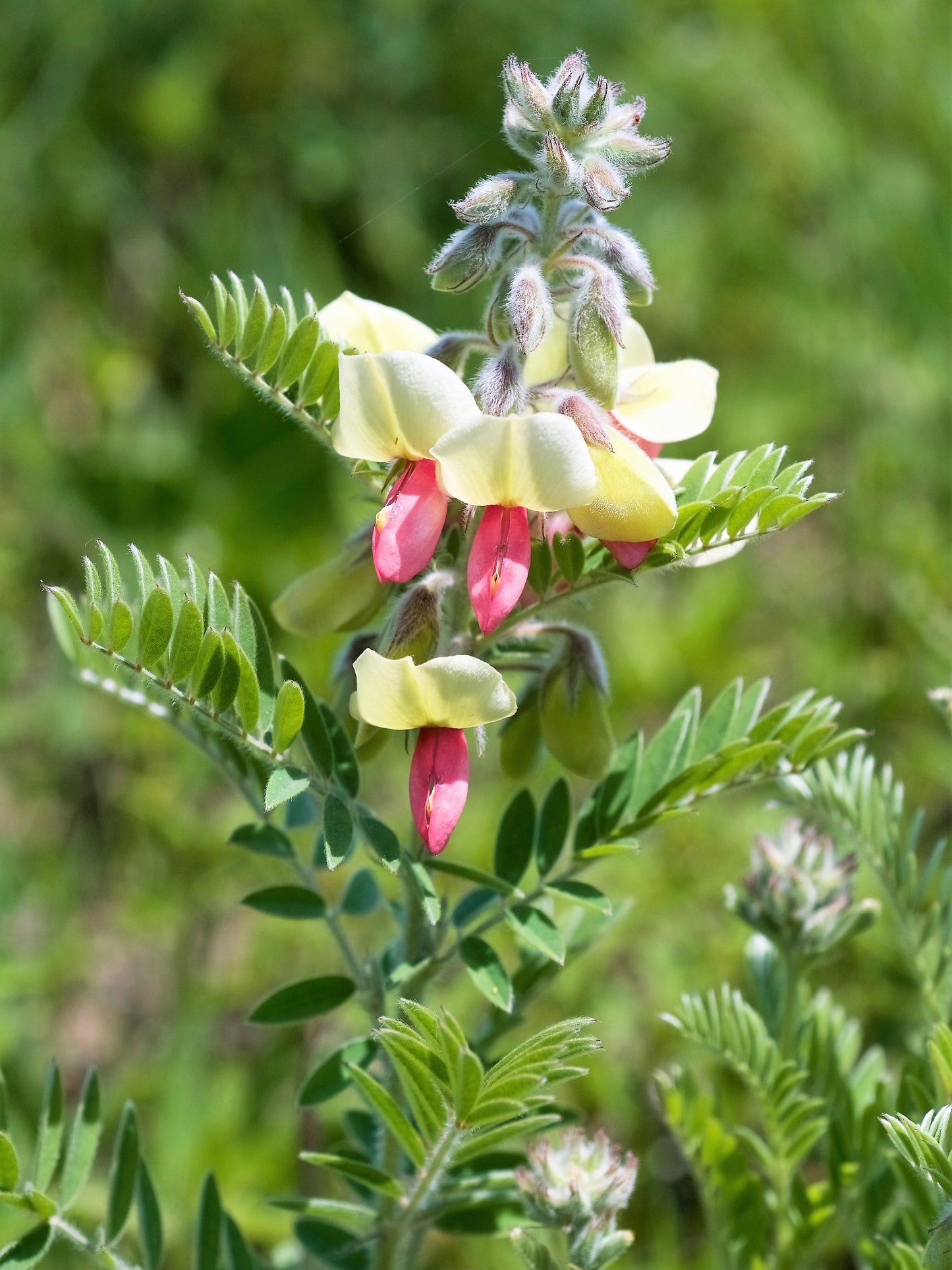 30 GOAT'S RUE Tephrosia Virginiana Cracca Flower Grass Legume Ground Cover Seeds
