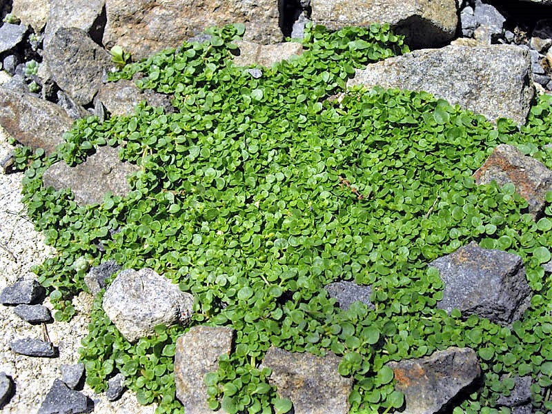 ground cover plant seeds 20 CORSICAN MINT Mentha Requienii Herb Fragrant Ground Cover Flower Se – Seedville USA