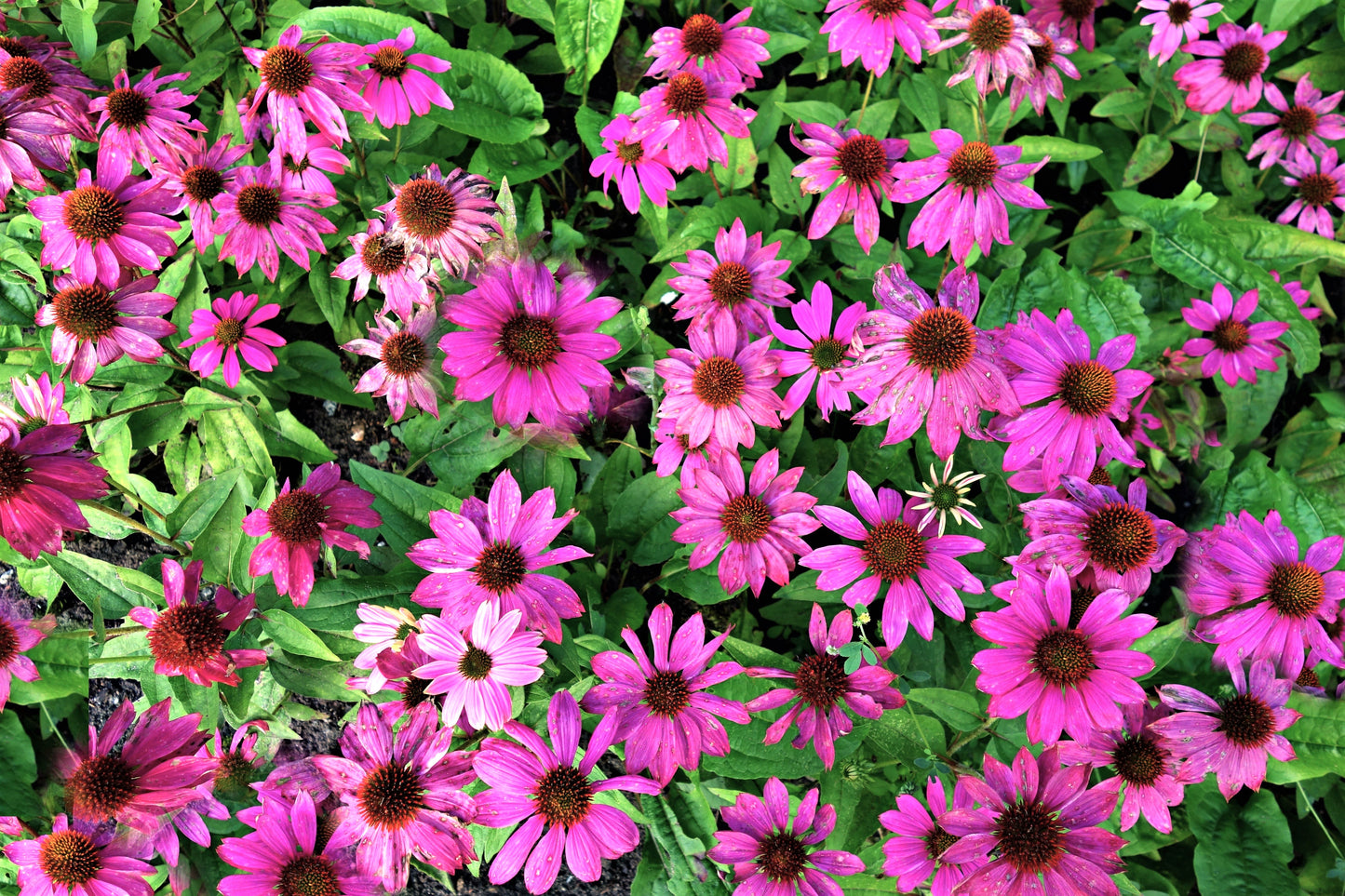 25 BRIGHT STAR CONEFLOWER Echinacea Purpurea Lavender Bright Rose Pink Flower Seeds