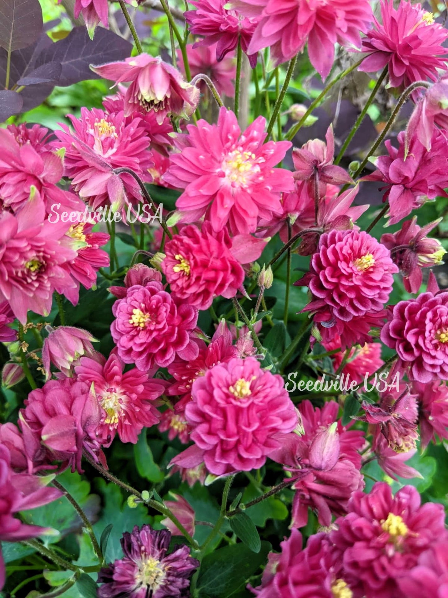 50 Clementine RED DOUBLE COLUMBINE Aquilegia Vulgaris Flower Seeds