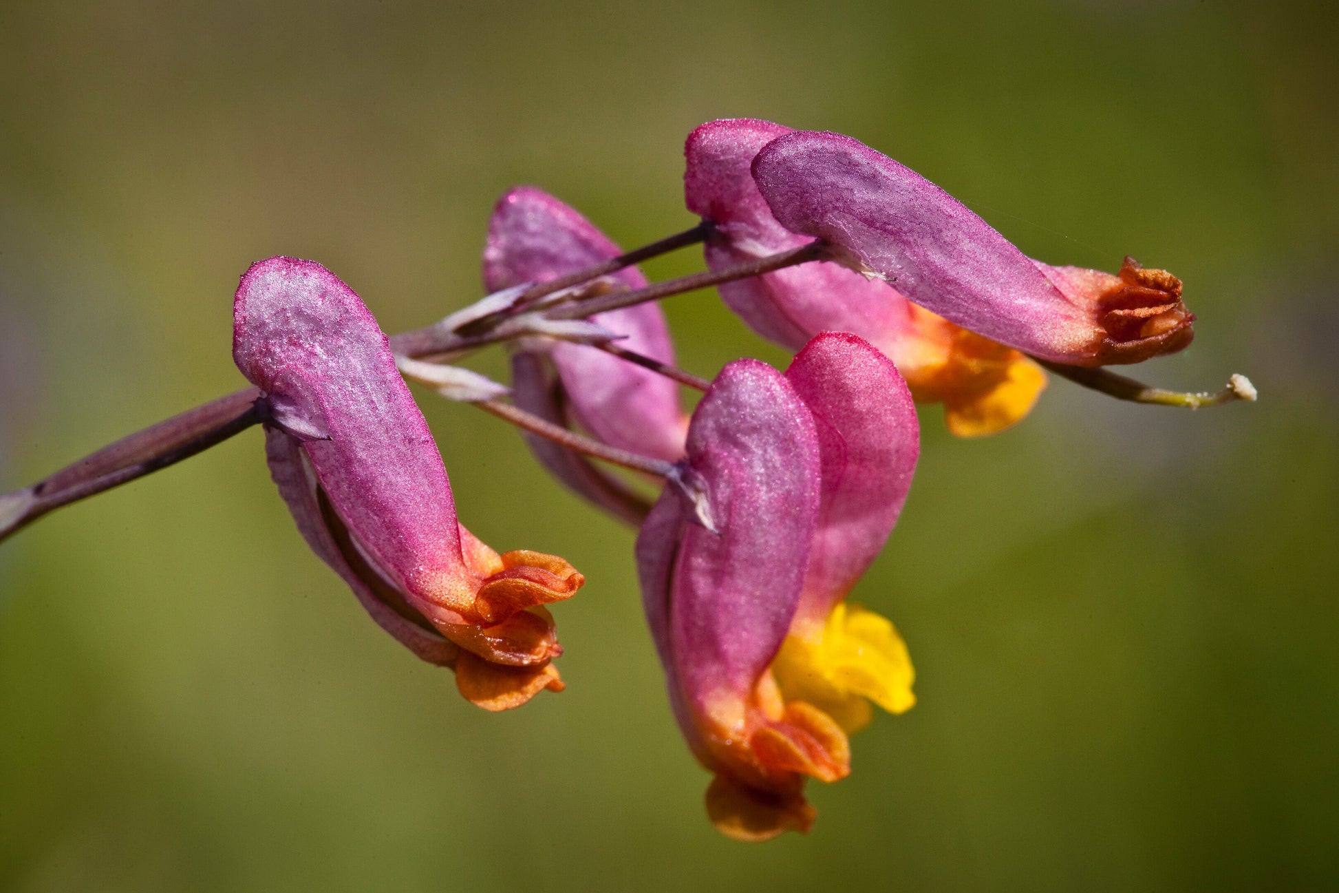 rock plant seeds 50 ROCK HARLEQUIN Pink & Yellow Corydalis Sempervirens Flower Seeds – Seedville USA