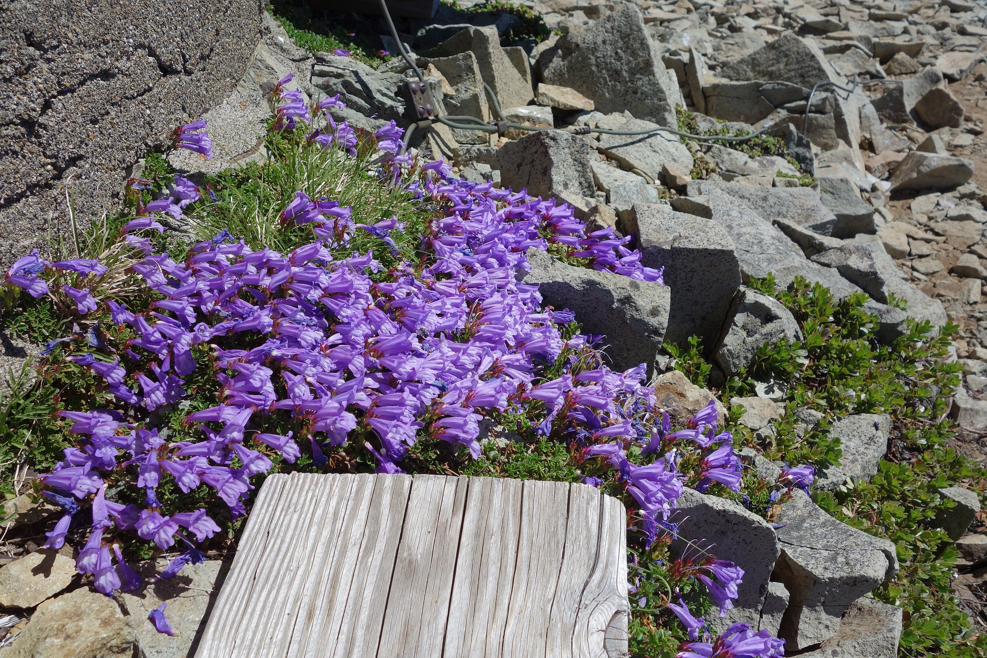 50 ALPINE PENSTEMON Davidsonii Davidson's Beardtongue Purple