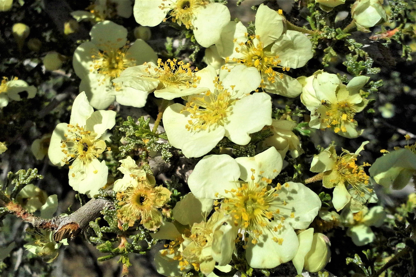 40 STANSBURY CLIFFROSE Purshia Stansburiana Cliff Rose Native Desert Shrub White & Yellow Flower Seeds