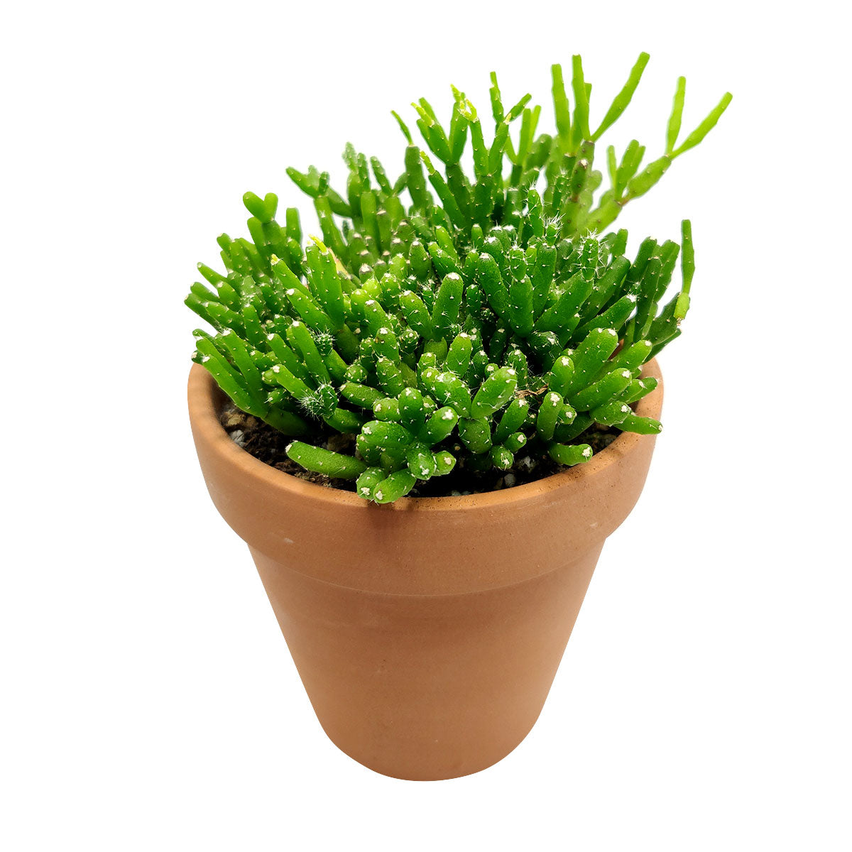 hatiora succulent Dancing Bones Hatiora Salicornioides – Seedville USA