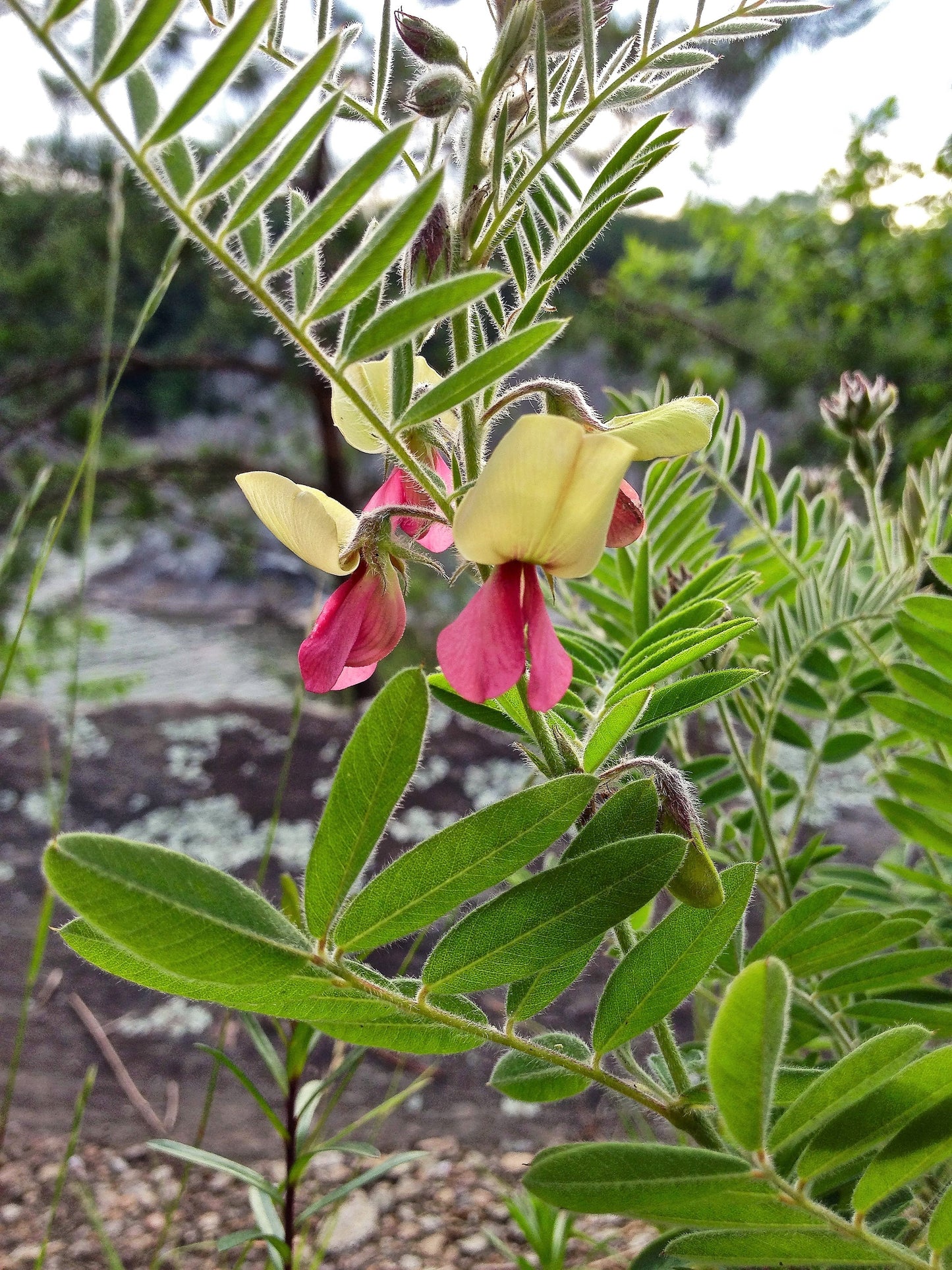 30 GOAT'S RUE Tephrosia Virginiana Cracca Flower Grass Legume Ground Cover Seeds