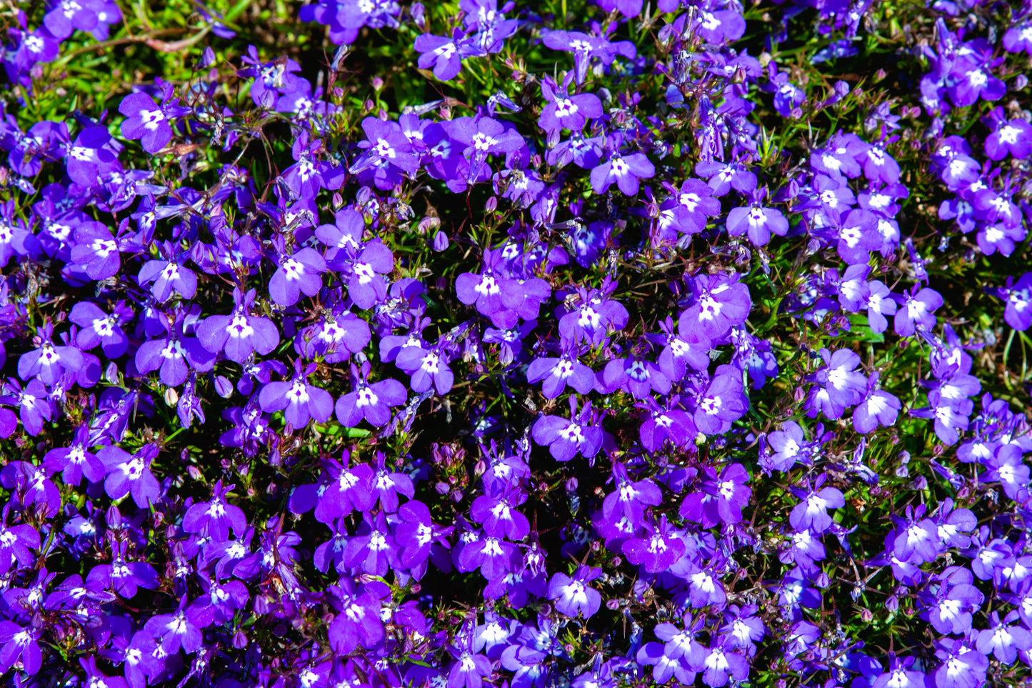 200 Lavender & White MRS CLIBRAN LOBELIA Erinus Flower Seeds