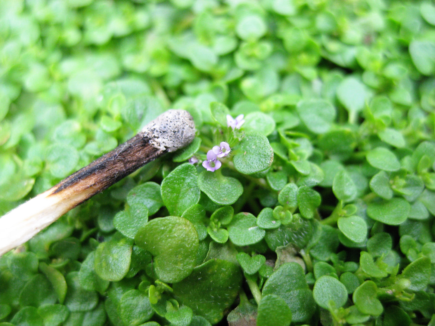 1000 Bulk CORSICAN MINT Mentha Requienii Herb Fragrant Ground Cover Flower Seeds