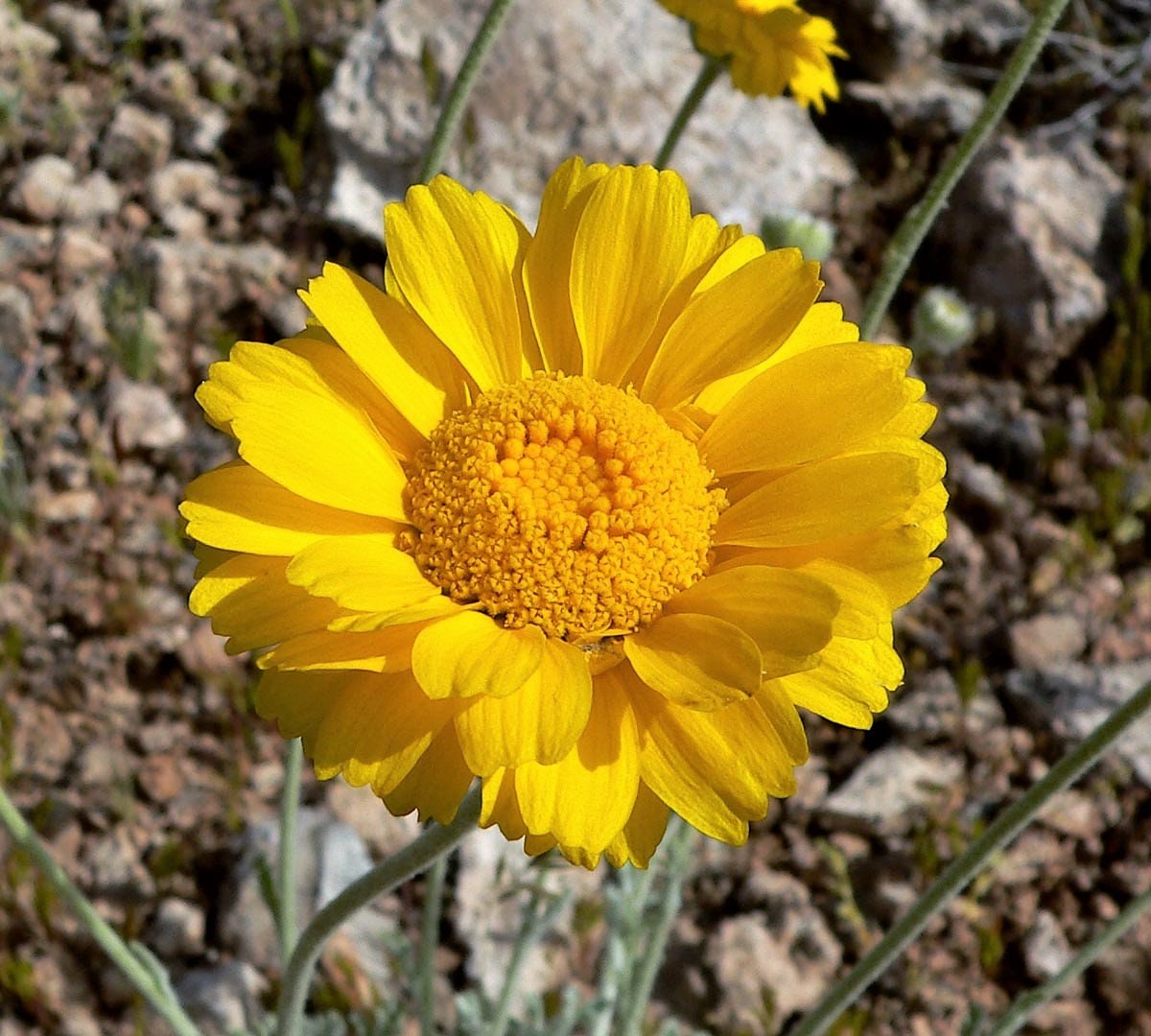 desert marigold seeds 500 Yellow DESERT MARIGOLD Baileya Multiradiata Showy Drought Paper Daisy Flower Herb Seeds