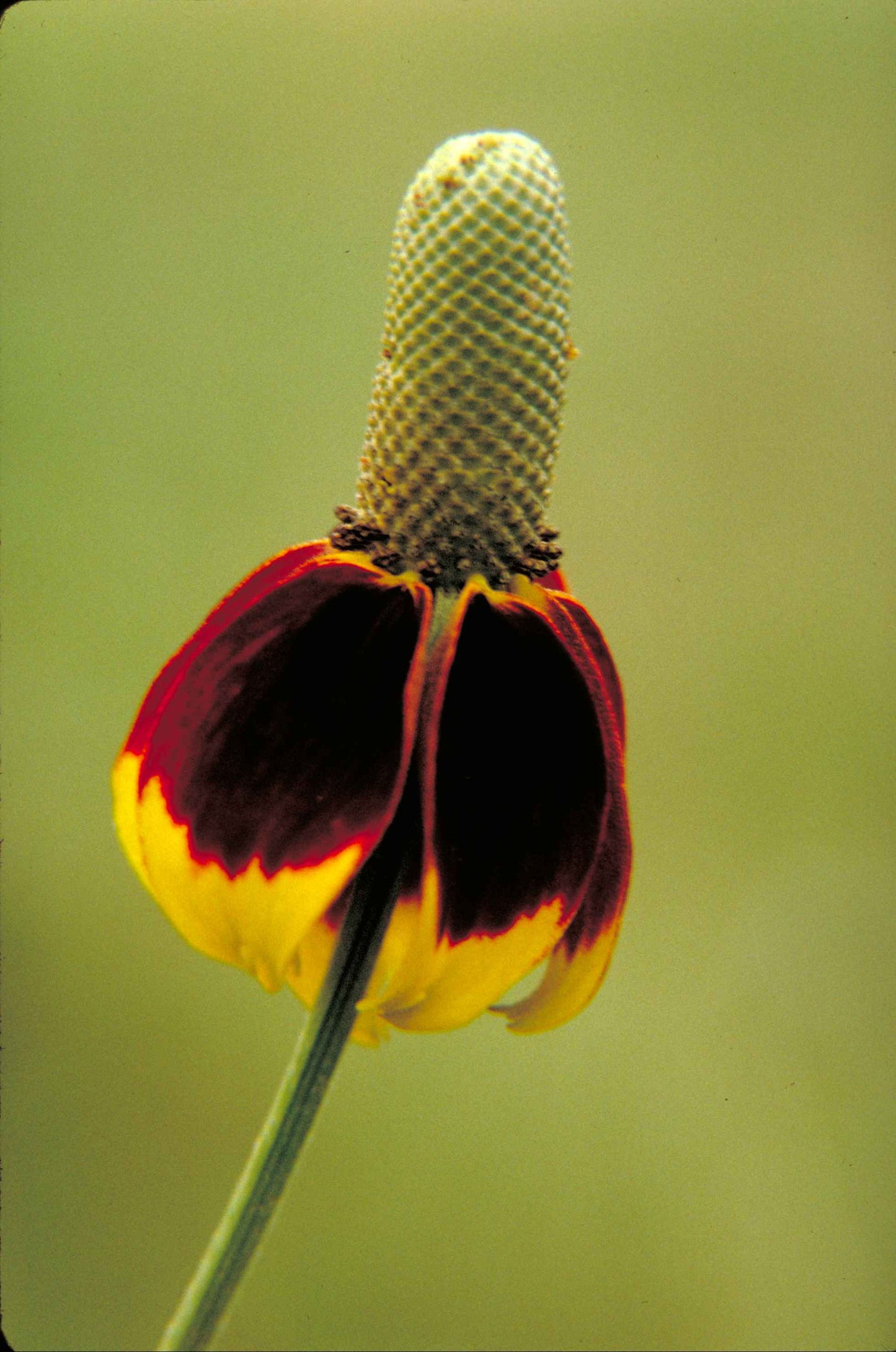 500 MEXICAN HAT Ratibida Columnaris Columnifera Red & Yellow Native Flower Seeds