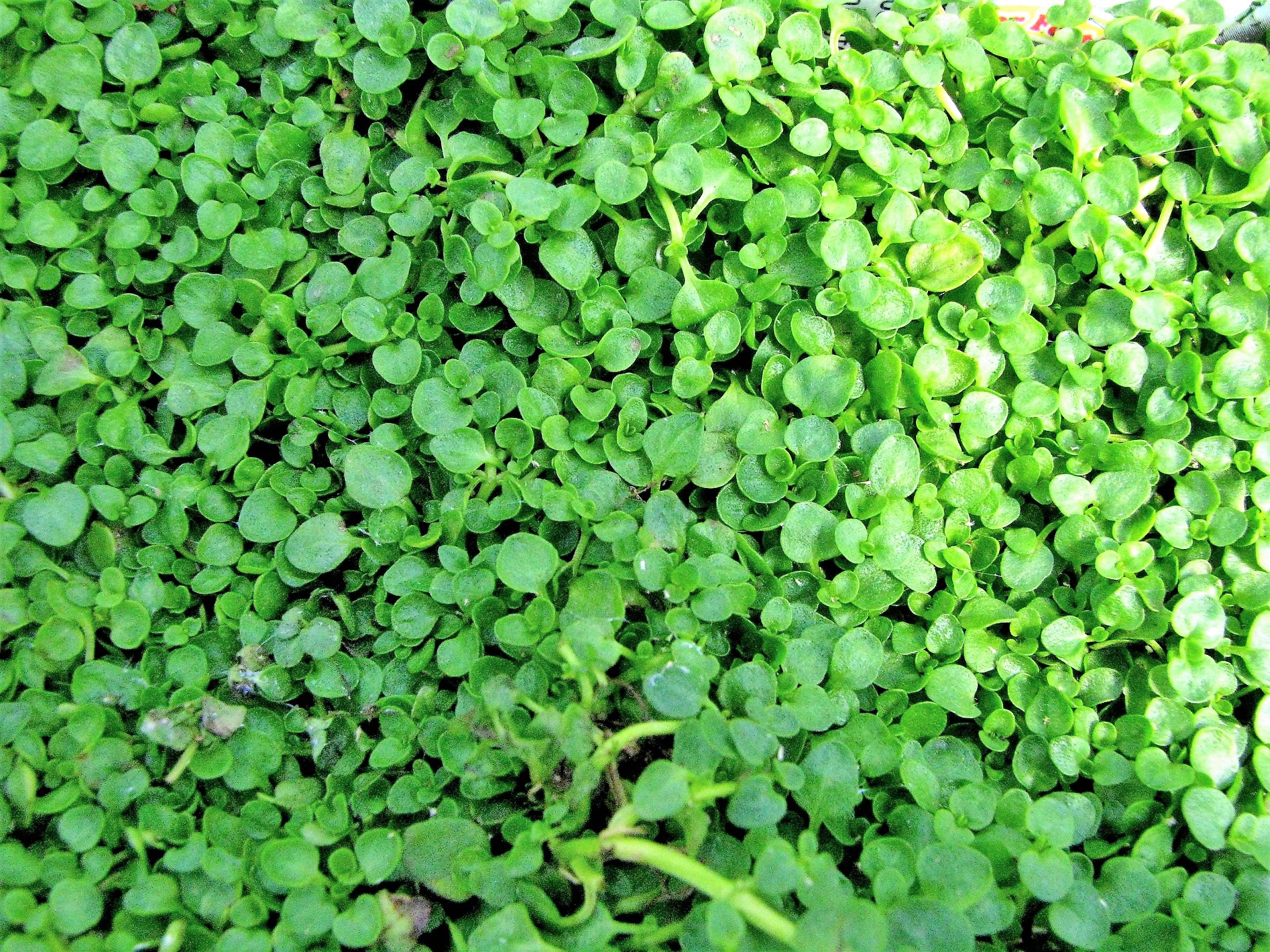 thumbnail interactive-video image 1 of 100+ Seeds Corsican Mint Mentha Requienii Herb Fragrant Ground Cover Flower Seeds Perfect For Planting And Gifting 1 of 9