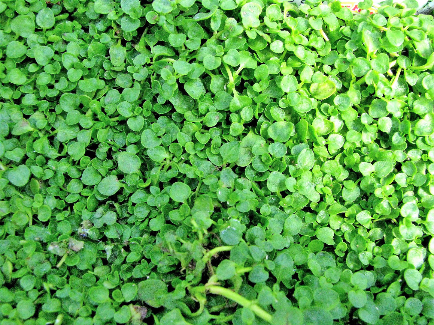 1000 Bulk CORSICAN MINT Mentha Requienii Herb Fragrant Ground Cover Flower Seeds