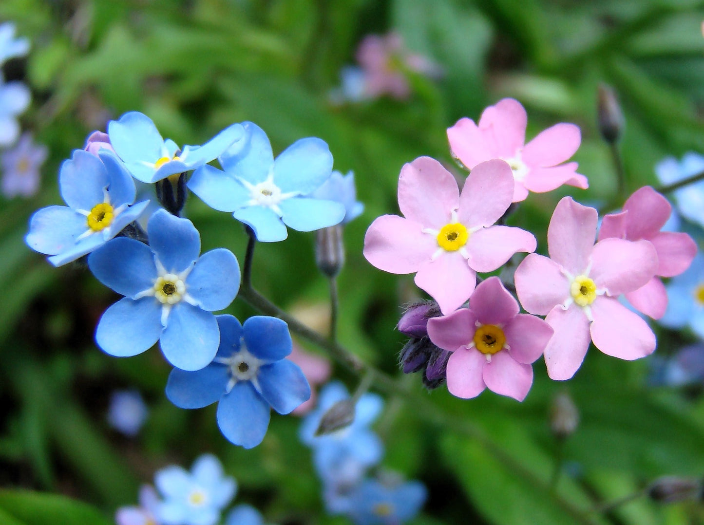 100 Mixed FORGET ME NOT Pink Blue White Mix Myosotis Alpestris Flower Seeds *Flat Shipping