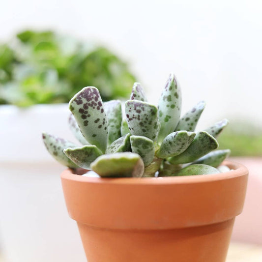 Calico Hearts Cotyledon Maculata