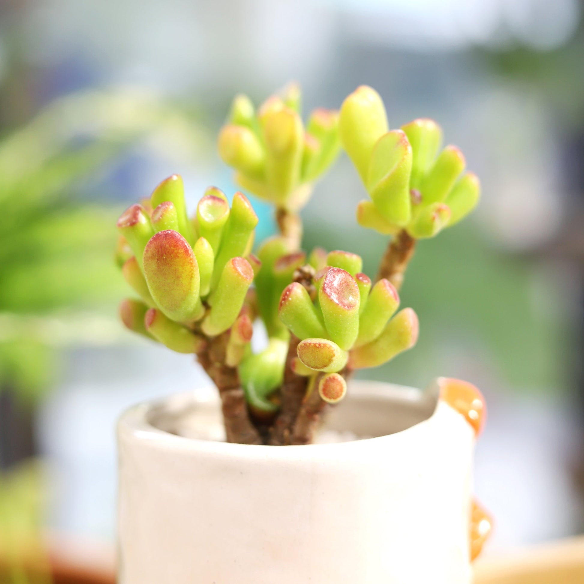 gollum jade plant for sale Gollum Jade Crassula – Seedville USA